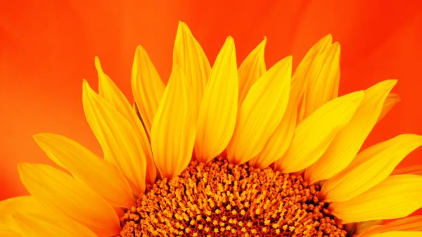 Sunflower Petals Macro Wallpaper