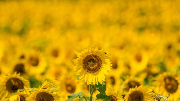 Sunflower Yellow Blur Wallpaper