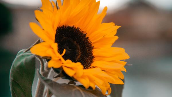 Sunflower Yellow Flower Wallpaper