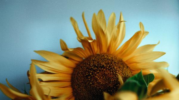 Sunflowers Bouquet Vase Wallpaper