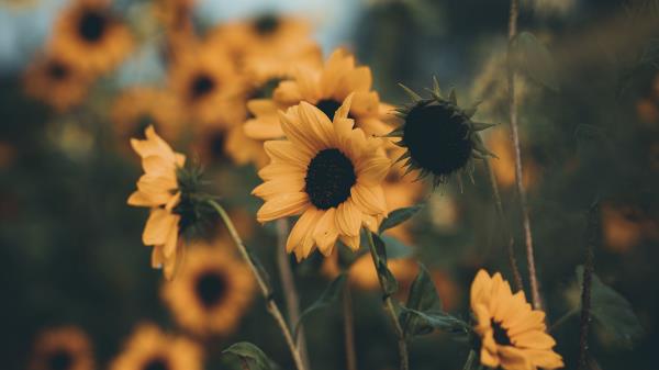 Sunflowers Flowers Field Picture Wallpaper