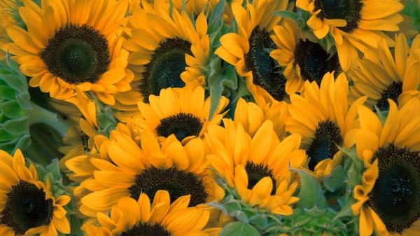 Sunflowers Flowers Lots Wallpaper