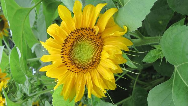Sunflowers Herbs Summer Moo Wallpaper
