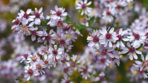 Symphyotrichum Flowers Bush Wallpaper
