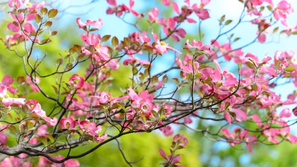 Tree Flower Bloom Branch wallpaper