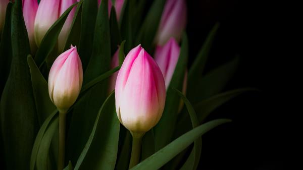 Tulip Bouquet Buds Wallpaper