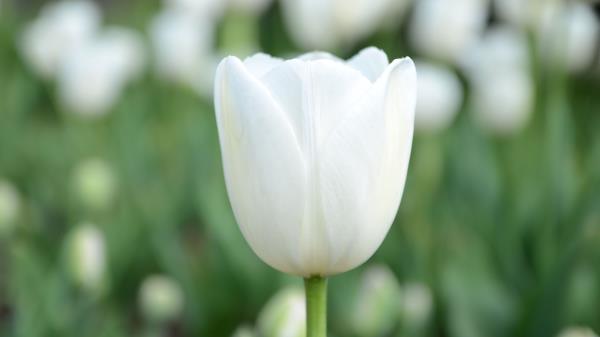 Tulip Flower Bud Petals White Wallpaper