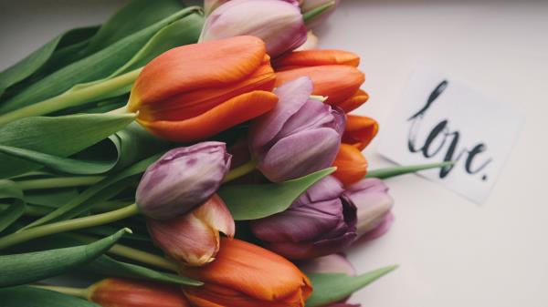 Tulips Bouquet Buds Wallpaper