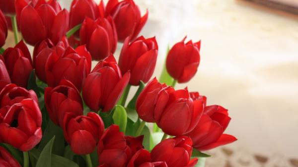 Tulips Flowers Bouquet Red Beautifull Wallpaper