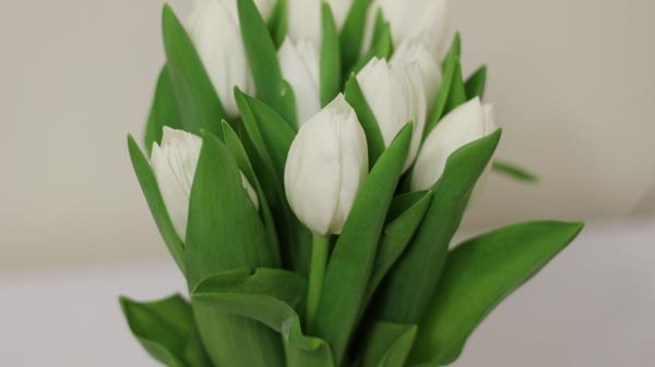 Tulips Flowers Bouquet White Wallpaper