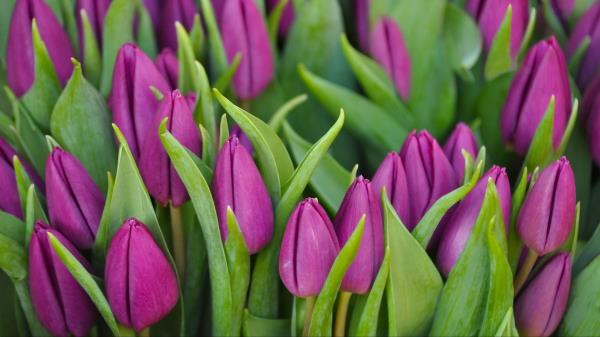 Tulips Flowers Buds Purple Flower Gree Wallpaper