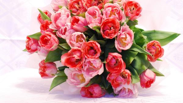 Tulips Flowers Flower Flowing Beautiful Tende Wallpaper