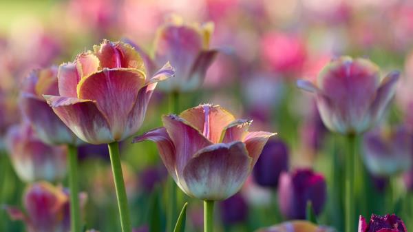 Tulips Flowers Flowerbed Image Wallpaper