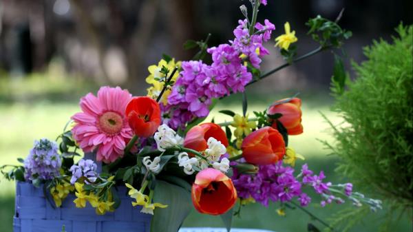 Tulips Gerberas Lucius Basket Compositio Wallpaper