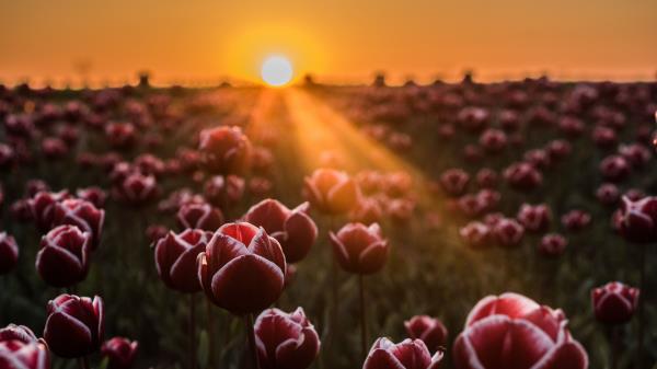 Tulips Horizon Sunlight Wallpaper