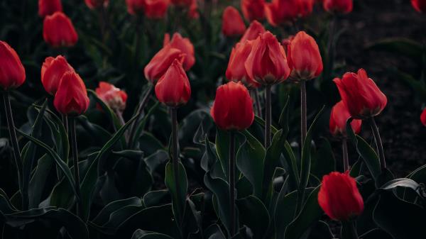 Tulips Red Blooming Wallpaper