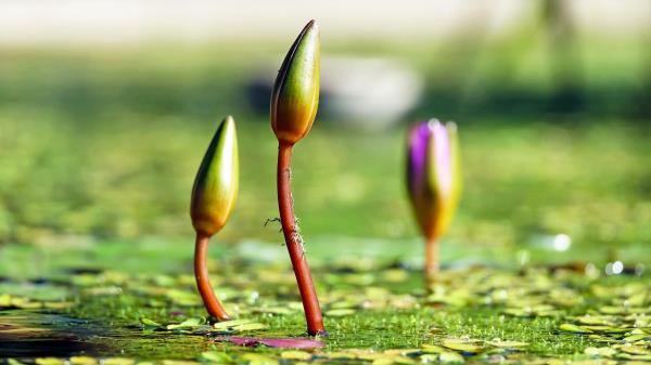 Water Lilies Plants Flowers Wallpaper