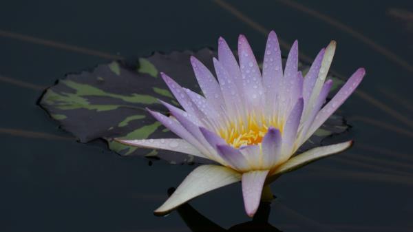 Water Lily Flower Bloom Wallpaper