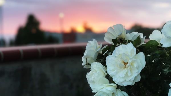 Wild Rose Bush White Wallpaper