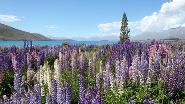 Wildflowers Field Mountain Wallpaper