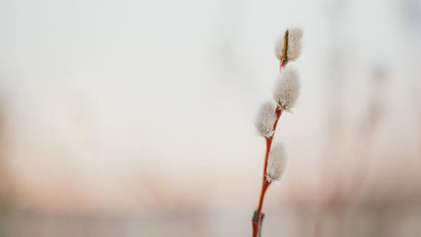 Willow Branch Flowers Wallpaper