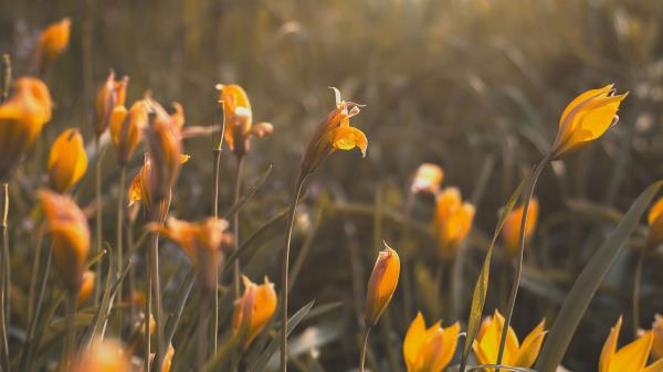 Yellow Flowers Flowers Bloom Wallpaper