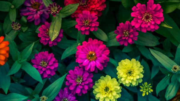 Zinnias Flowerbed Flowers Bright Wallpaper
