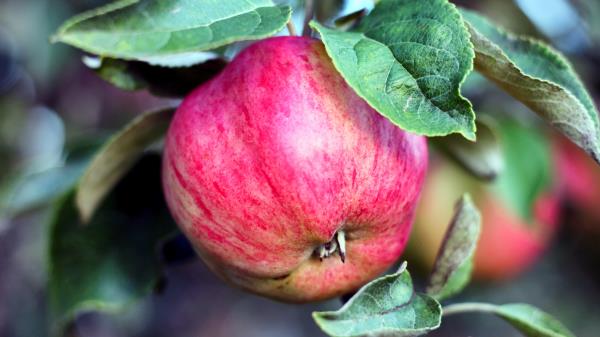 Apple Branch Fruit Ripe Wallpaper