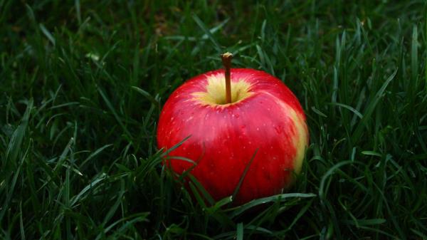 Apple Fruit Grass Wallpaper
