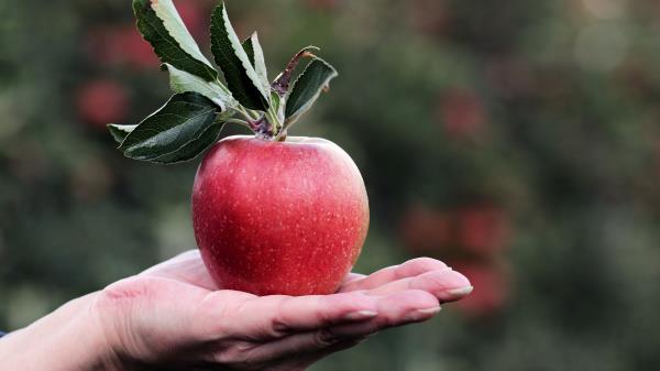 Apple Hand Fruit Wallpaper