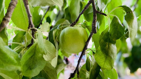 Apple Harvest Fruit Wallpaper