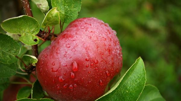 Apple Tree Garden Drops Wallpaper