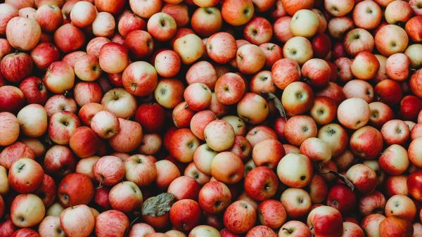 Apples Fruit Garden Wallpaper