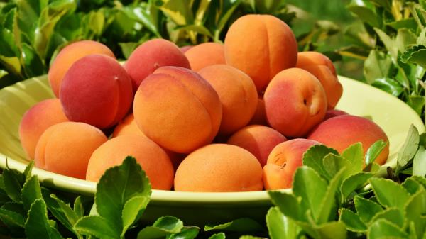 Apricot Fruit Plate Leaves Wallpaper