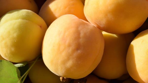 Apricots Fruit Ripe Wallpaper