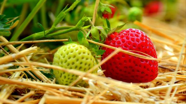 Berries Strawberries Ripening Wallpaper