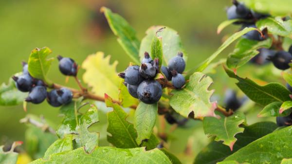 Berry Branch Ripe Wallpaper