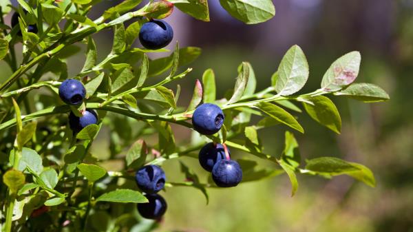 Bilberry Blue Wood Paint Wallpaper