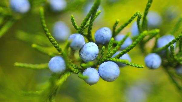 Bilberry Fruits Wallpaper