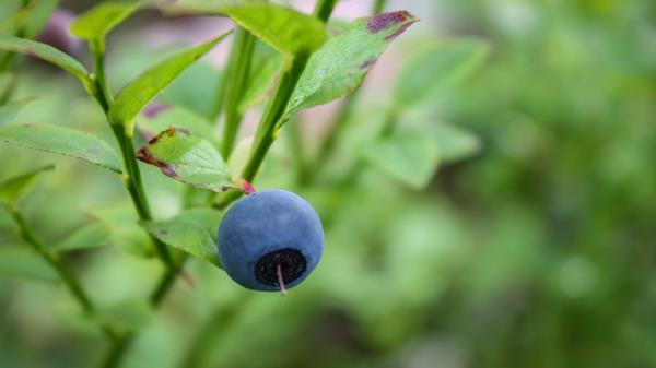 Bilberry Fruits Wallpaper Wallpaper