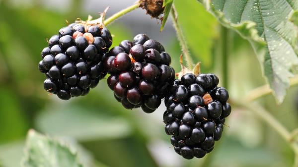 Blackberries Berries Branch Petals Wallpaper