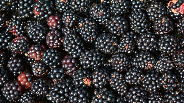 Blackberries Berries Many Wallpaper