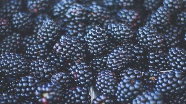 Blackberries Berries Ripe Blur Wallpaper