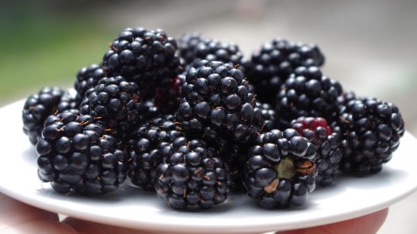 Blackberries Dish Ripe Berries Wallpaper