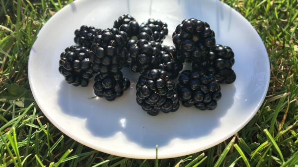 Blackberry Berry Plate Grass Wallpaper
