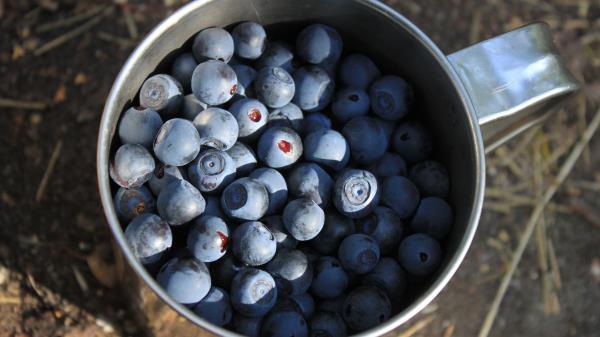 Blueberries Berries Cup Wallpaper