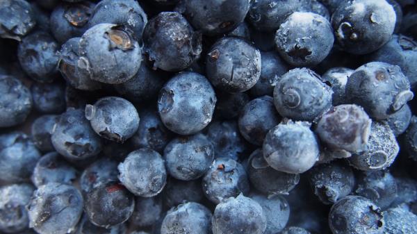 Blueberries Berries Harvest Ripe Wallpaper