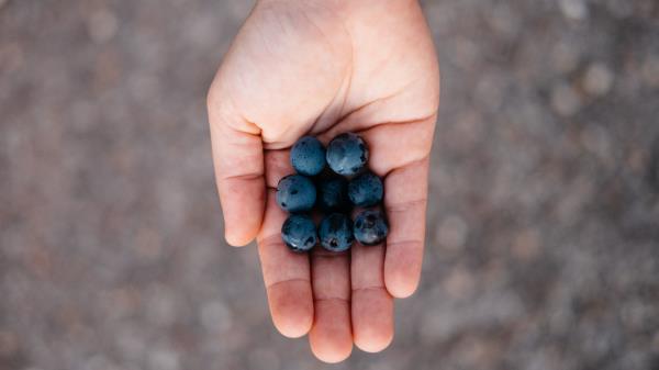Blueberries Berry Ok Wallpaper