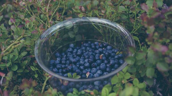 Blueberry Berries Plate Collection Wallpaper