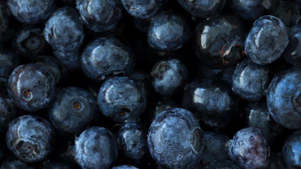 Blueberry Berry Fruit Wallpaper